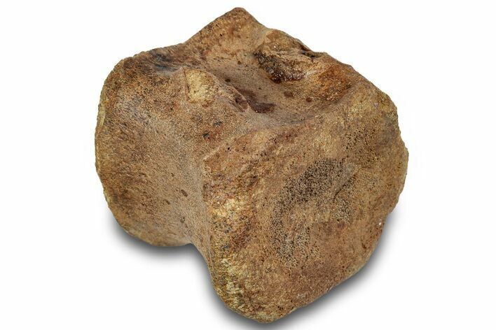 Hadrosaur (Edmontosaurus) Caudal Vertebra Centrum - South Dakota #316923